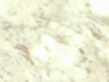 Textures-A 13