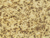 Textures-A 231
