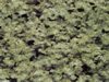 Textures-A 267