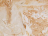 Textures 21