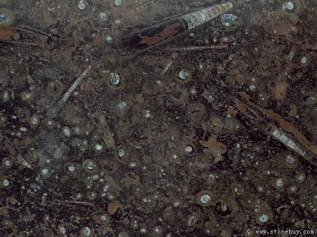 marble 65