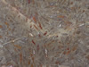 marble 74
