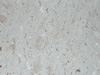 marble 126