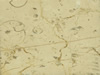 Textures-A 27