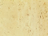 Textures-A 42