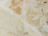 Textures 117