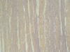Textures 238